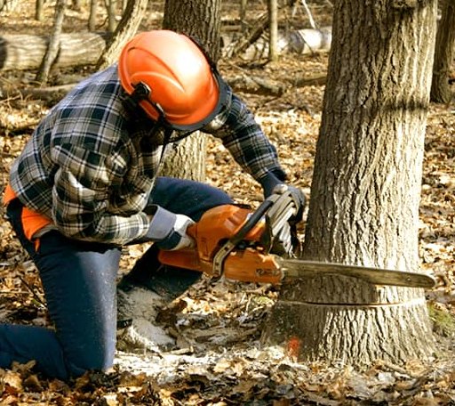 Tree Removal in Gales Creek, OR